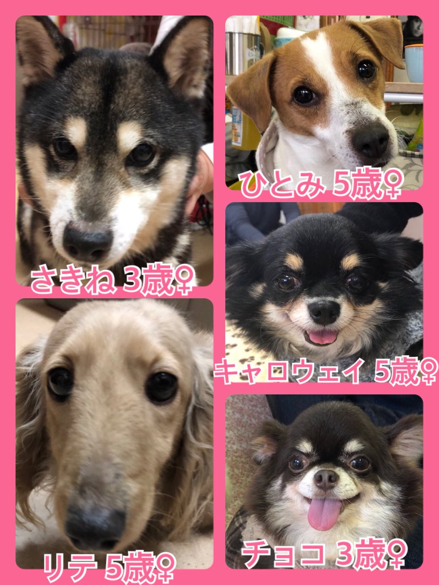 🐾今日の里親様募集中ワンコ🐶メンバーです🐾2019,3,5